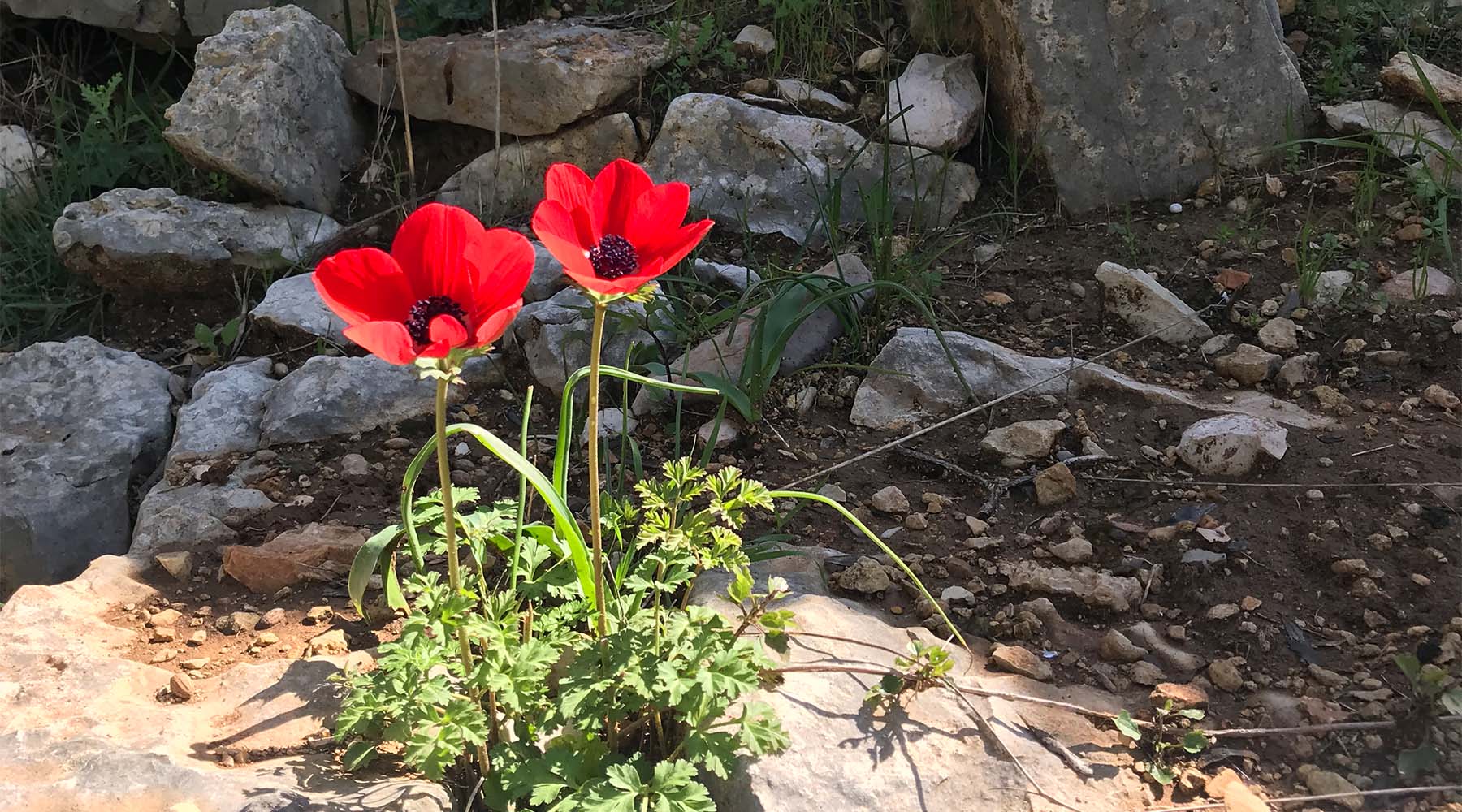 Exploring the Enchanting Anemone Coronaria: A Flower of Holy Land Origins