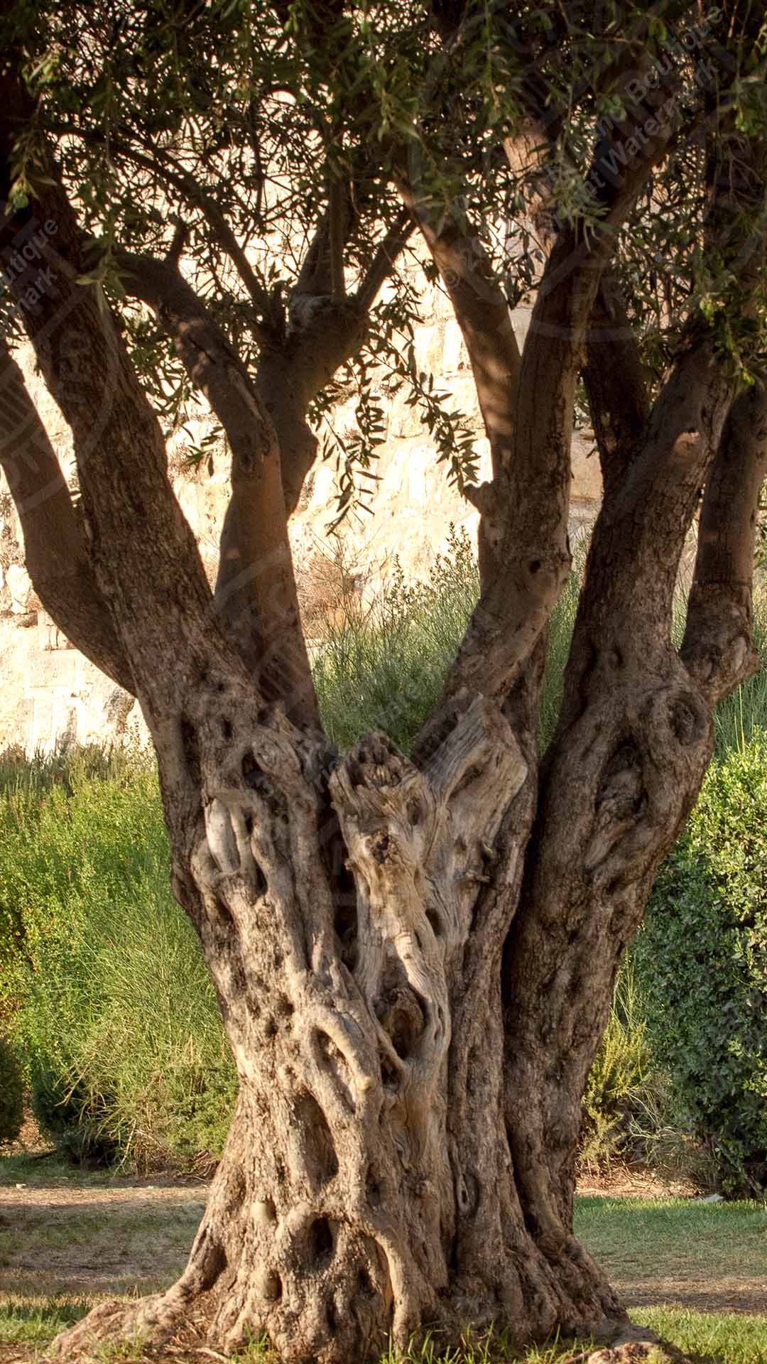 Advice From The Tree