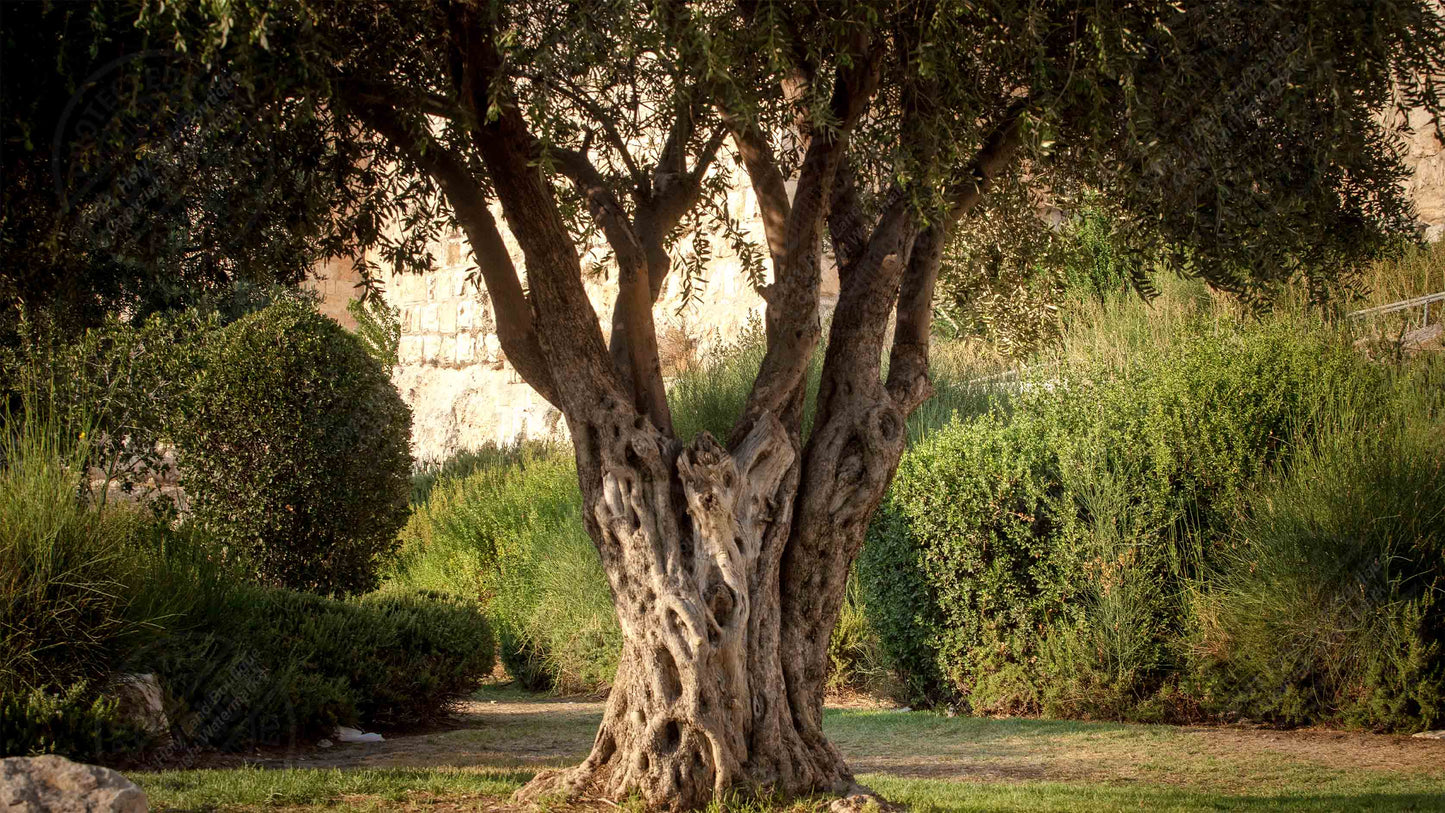Advice From The Tree